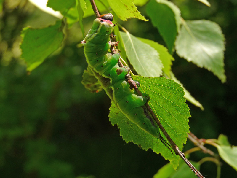 Cerura (Cerura) vinula